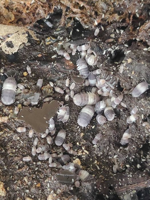 Izopode pentru terarii - Panda King