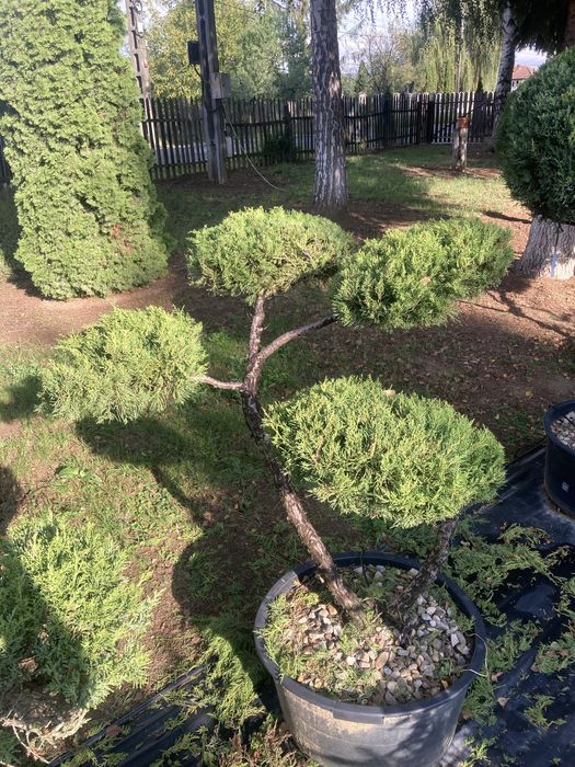 Bonsai exterior și plante ornamentale cu forme speciale – gamă premium