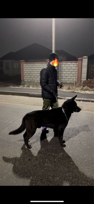 Восточной европейски овчарка