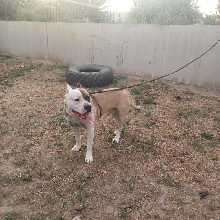 Стаффорд на вязку