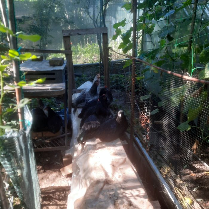 Cocos australorp de 6 luni 10 buc