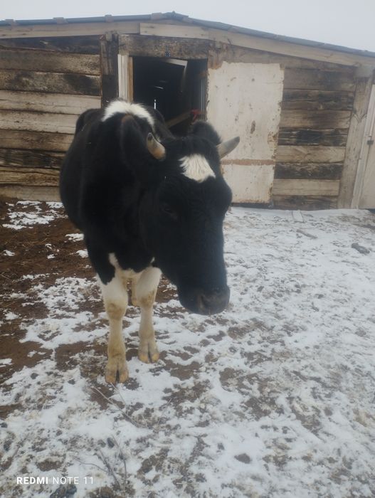 Коровы молочного  направления