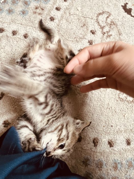 котерок мальчик
