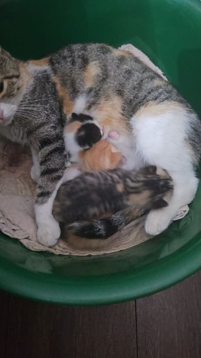 Отдам котят в хорошие руки