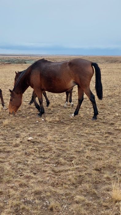Продам лошадь с жеребчиком