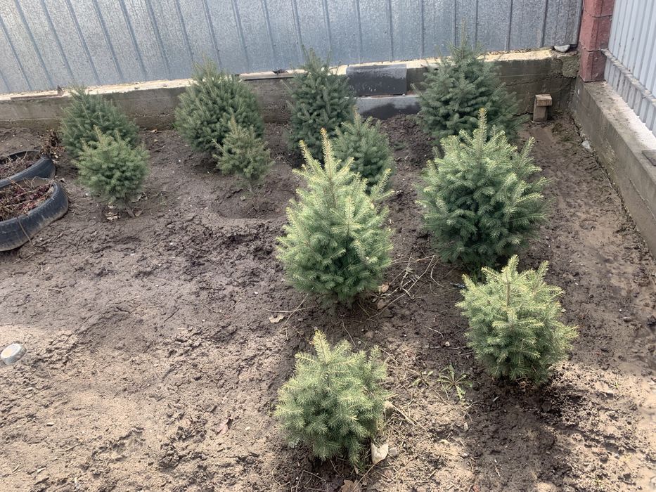 Живые ёлки для сада