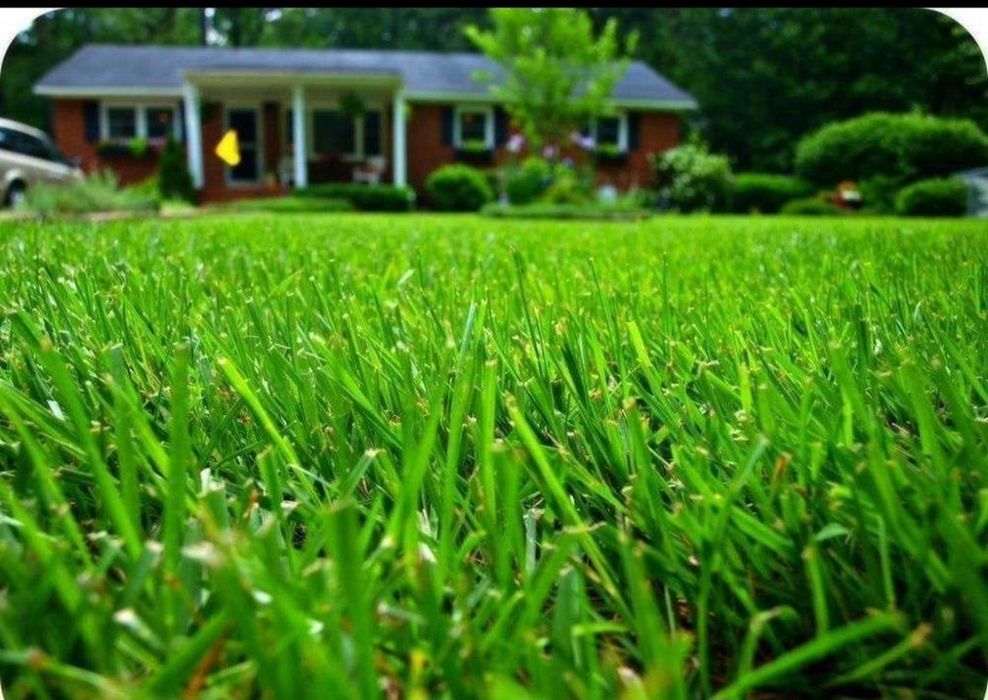 Газон озеленение