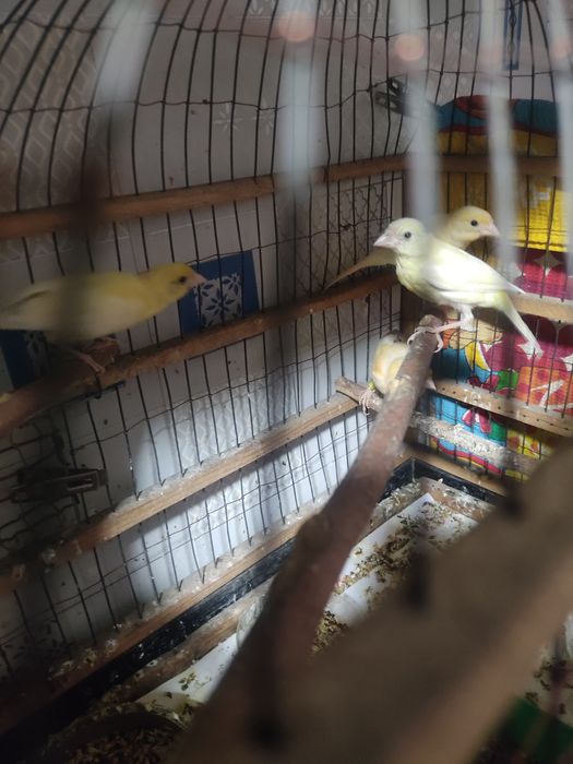 Продам канареек молодеж самцы и самки.