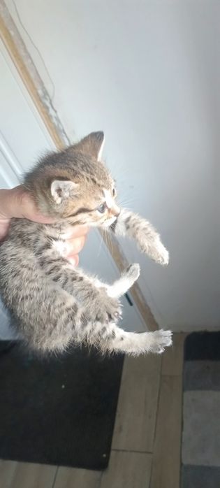 Отдам котенка Британка