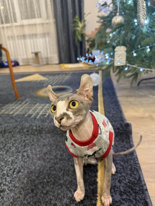 Бронь на котят эльф сфинкс