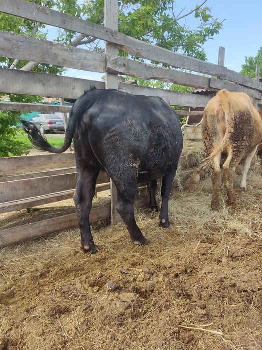 ПРОДАЖА КРС.. цена за две головы
