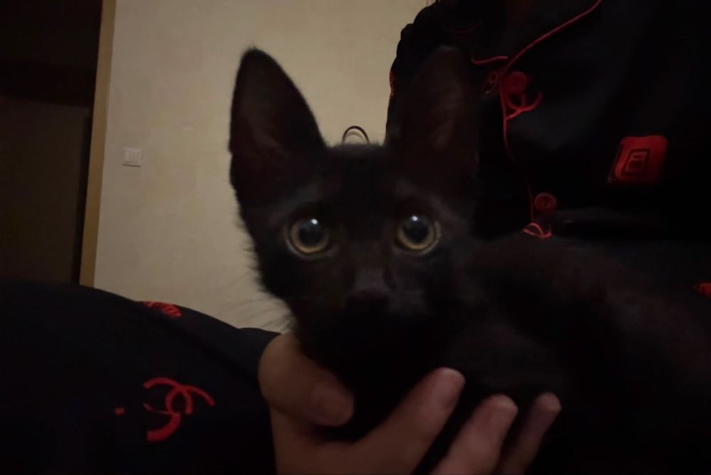 Кот, мальчик. Имя-Балерион