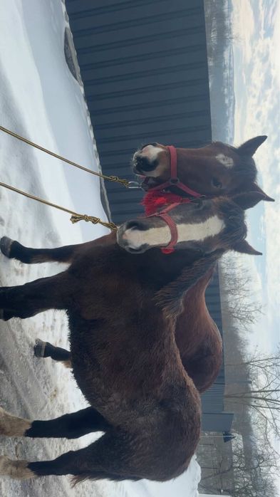 Manza de 8 luni de vanzare