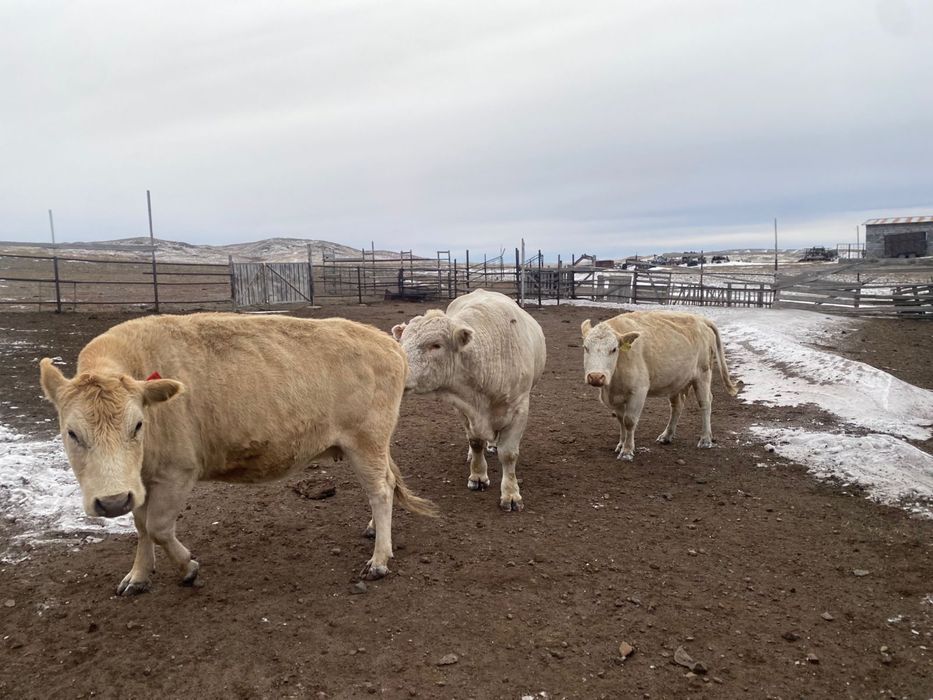 Әулиекөл тұқымды сиыр және бұқа