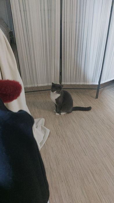 Кошку в добрые руки