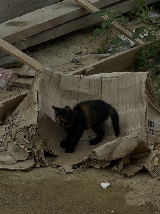 Отдам котят в добрые руки