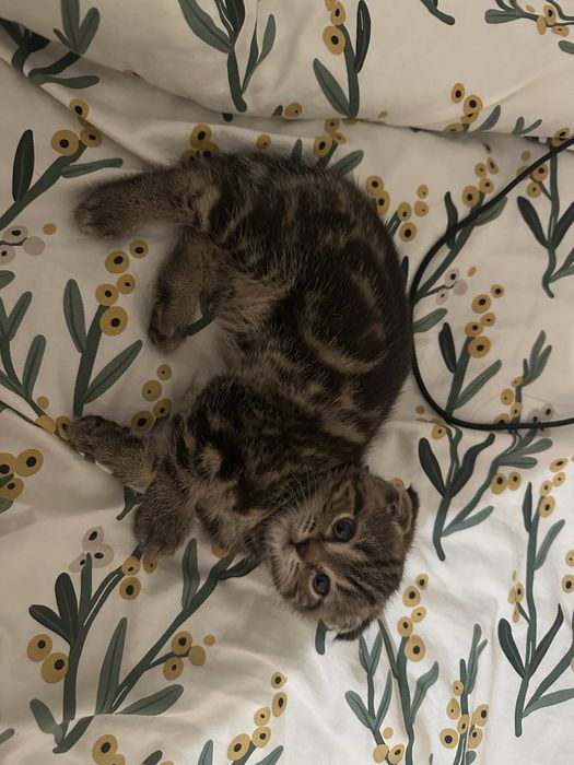 Котенок сатылады. 2 ай мальчик