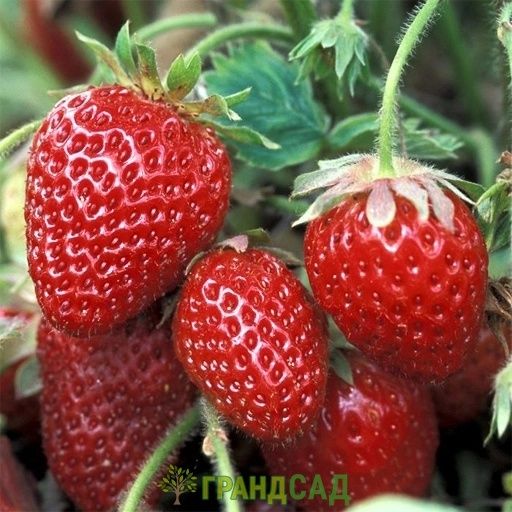 Продам клубнику рассада