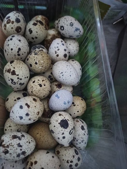Продам яйцо перепелиные