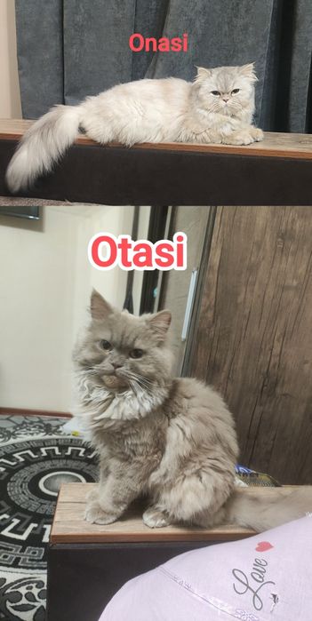 Британский+Шотландский котята (кошка)