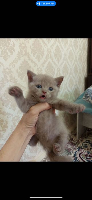 Продаю Котята девочка и мальчик .