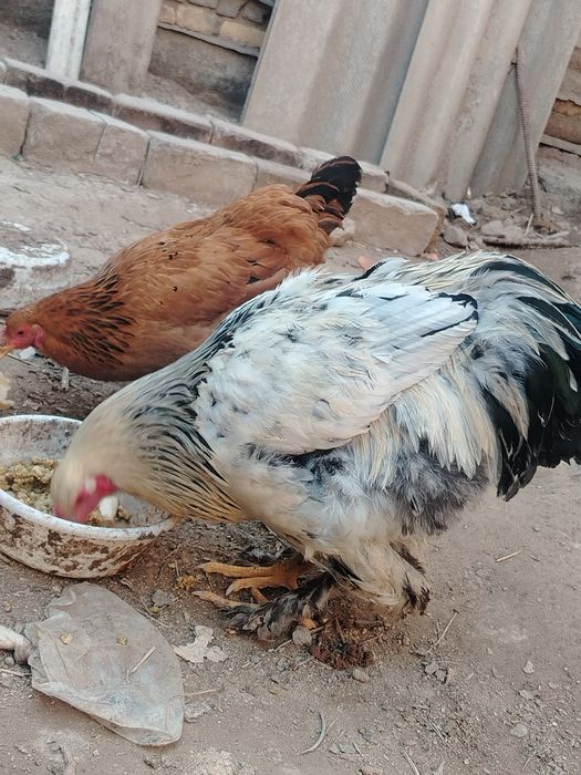 Brama tovuq va xxo'roz bir jup