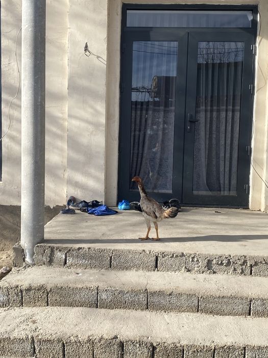 Dakan tovuq zoti saman ciqan 2ta bor boliwi 150mindan