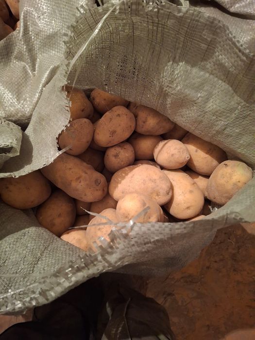 Картофель оптом 180 тенге