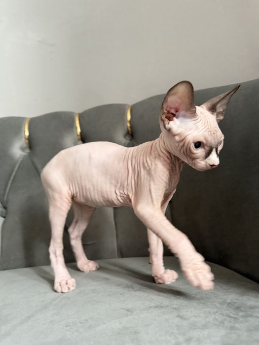 Pui Sphynx Baiat