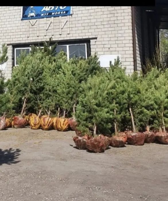 Сосна обыкновенная