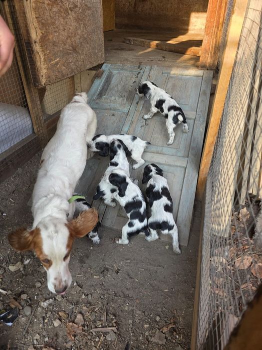 Русский сапиель.