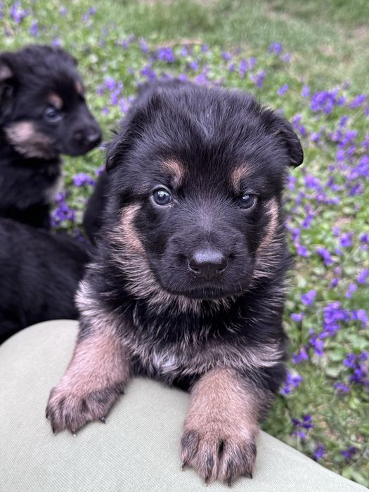 щенки немецкой овчарки