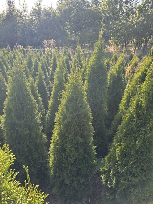 Tuia Smaragd și Biota 80–200 cm