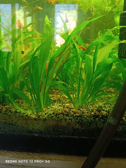 Echinodorus  plante acvariu