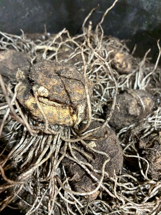 Змийска Хурка(Билка)