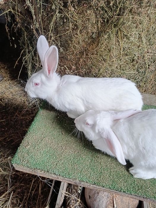 Tineret Hycole si Pannon