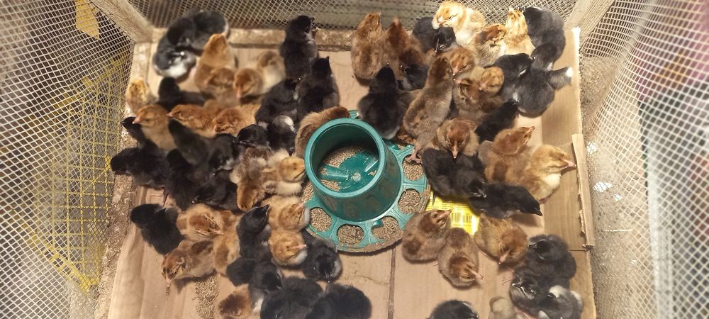 Цыплята кучин , австролоп