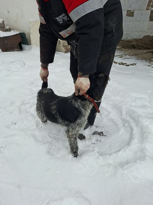 Дратхар девочка 1.5 года