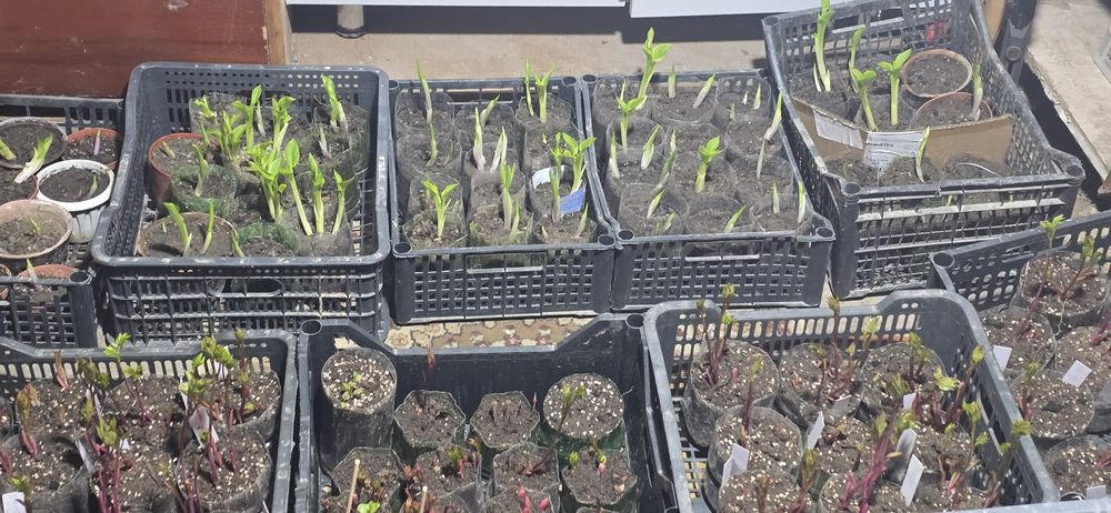 Садовые цветы рассада