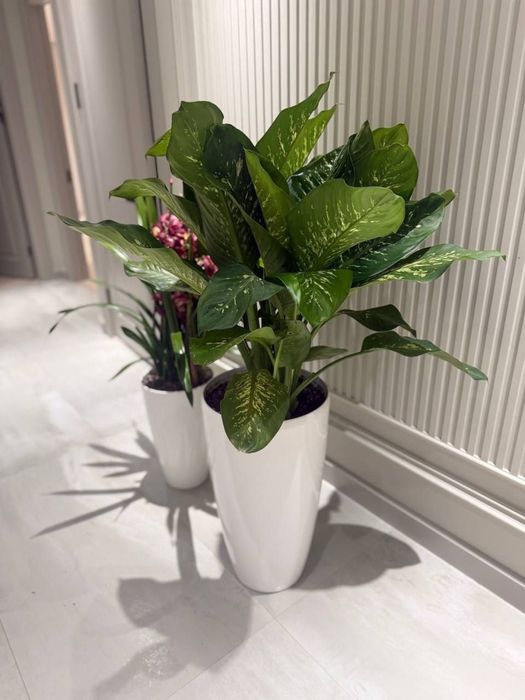 Комнатные растения, офисные и комнатные цветы, Гуллар, Офис гуллари