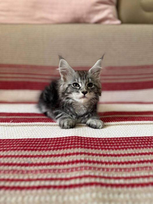 Котёнок Мейн-кун, 2 месяца. Чистокровный, очень красивый и здоровый