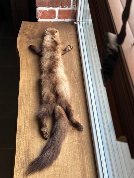 Истинска Кожа от Белка