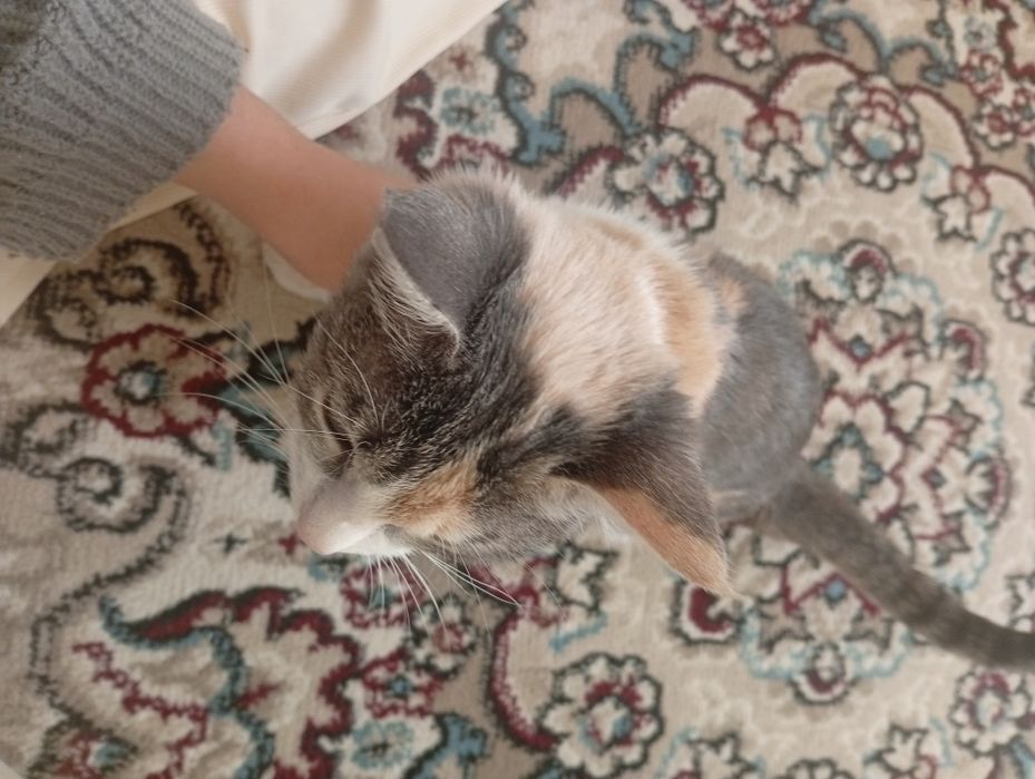 Отдаю котёнка бесплатно.