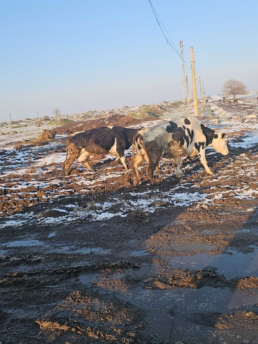 Ofer spre vanzare 10 vaci