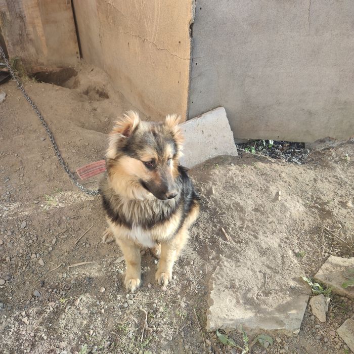 Отдам в добрые руки