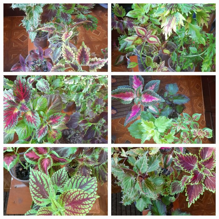 Продам цветы колеусы