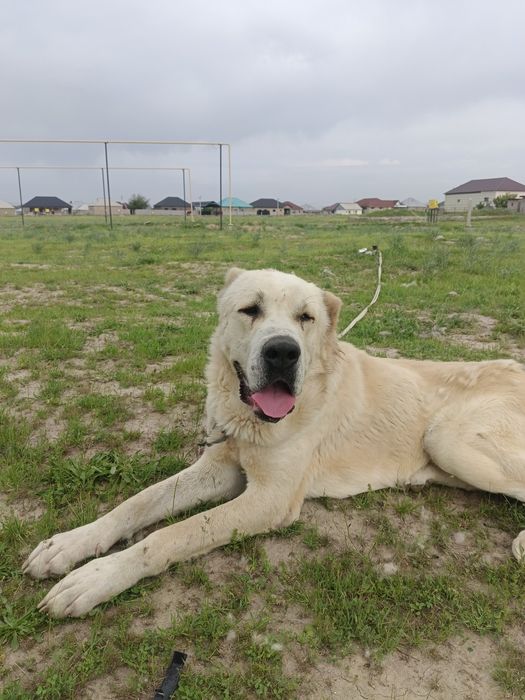 Продается собака алабай