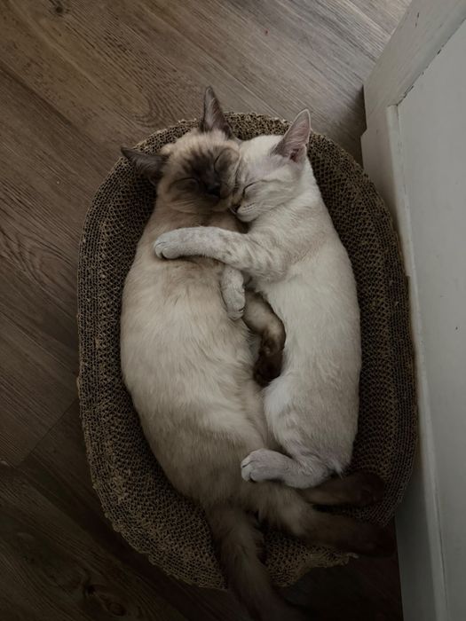 Котенок кошечка ласковая