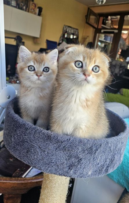 Британски котенца