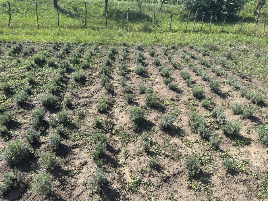 Vand tufe  lavanda